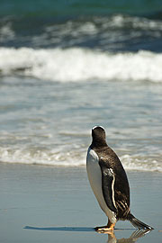 Picture 'Ant1_1_00331 Gentoo Penguin, Penguin, Pygoscelis Papua, Antarctica and sub-Antarctic islands, Falkland Islands, Saunders Island'